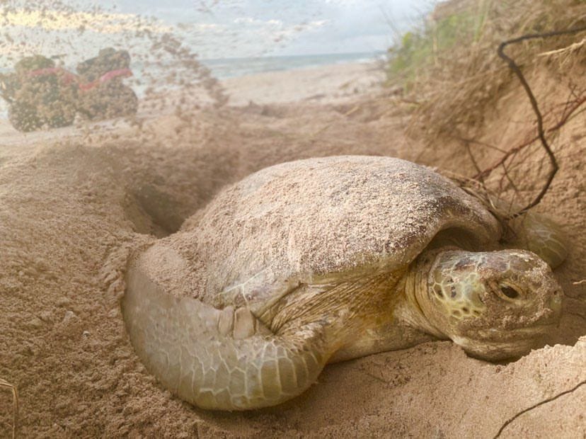 In Florida bedekt een soepschildpad haar pas gelegde eieren met zand Sommige experts hebben dit jaar een toename van het aantal geslaagde nestvormingen vastgesteld