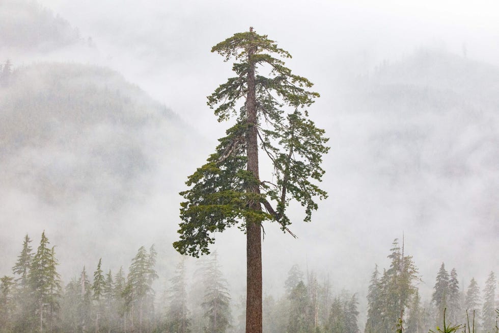 big lonely doug een douglasspar staat als enige nog overeind nadat een oerbos werd gekapt op vancouvereiland in canada
