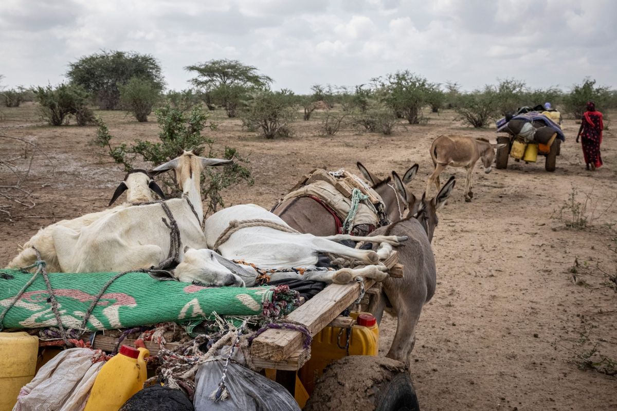 Terwijl een boerengezin wegtrekt uit een door droogte geteisterd gebied in Kenia worden verzwakte geiten vervoerd op een kar die door ezels wordt getrokken In het noorden van het land heeft aanhoudende droogte geleid tot een tekort aan voedsel en water waardoor veehoeders en hun kuddes door honger worden bedreigd