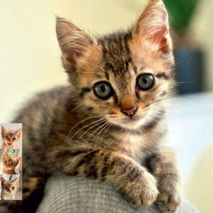 貓咪們集合！從台灣常見7大花色解析貓咪性格，橘貓「以大橘為重」貪吃好相處、賓士貓活潑愛撒嬌！