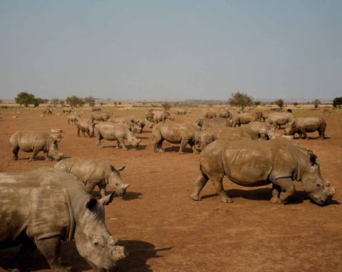 Oktober 2015 Klerksdorp ZuidAfrika Neushoorns grazen op de landerijen van John Hume in Klerksdorp Hume is eigenaar van de grootste neushoornranch ter wereld waar een kleine 1200 neushoorns al jaren systematisch van hun hoorns worden ontdaan Hij heeft momenteel een dierenarts in vaste dienst die 52 weken per jaar bezig is neushoorns te onthoornen Om de neushoorns te beschermen beschikt hij over een klein legertje veiligheidspersoneel terwijl boerenarbeiders het gestaag toenemend aantal neushoorns voeren met alfalfa en voederpellets Hij fokt momenteel bijna tweehonderd neushoorns per jaarFrom the series rhino farm by David Chancellor
