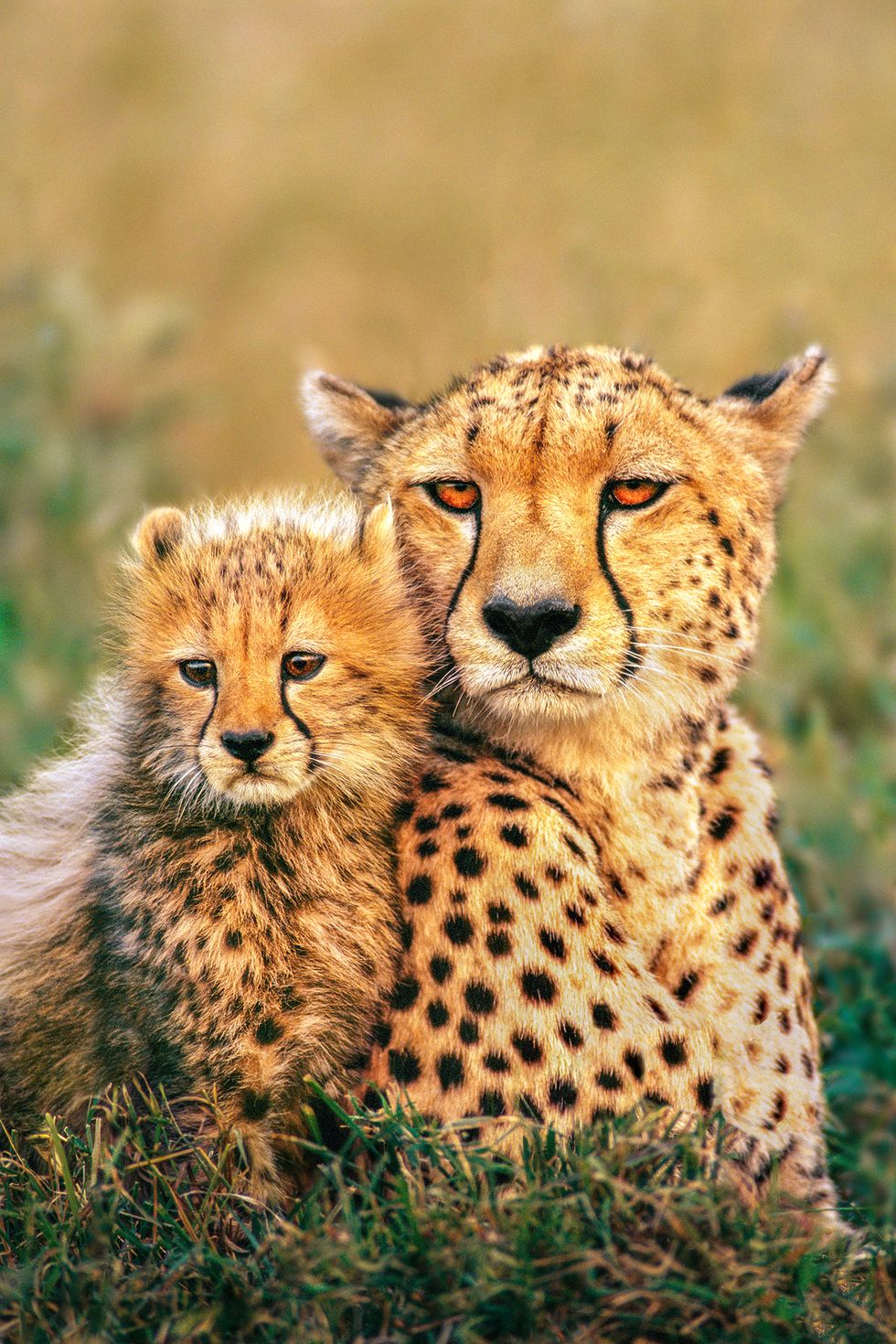 Terrestrial animal, Wildlife, Mammal, Cheetah, Vertebrate, Felidae, Leopard, Whiskers, Small to medium-sized cats, Snout, 