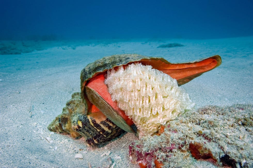 Deze Triplofusus giganteus legt eieren op een koraalrif in de buurt van Palm Beach in Florida