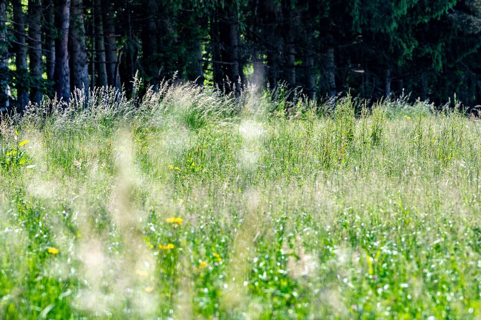 Een Beierse weide op het hoogtepunt van het pollenseizoen In een wereld die als gevolg van klimaatverandering steeds warmer wordt zullen veel planten die allergene pollen produceren beter gedijen
