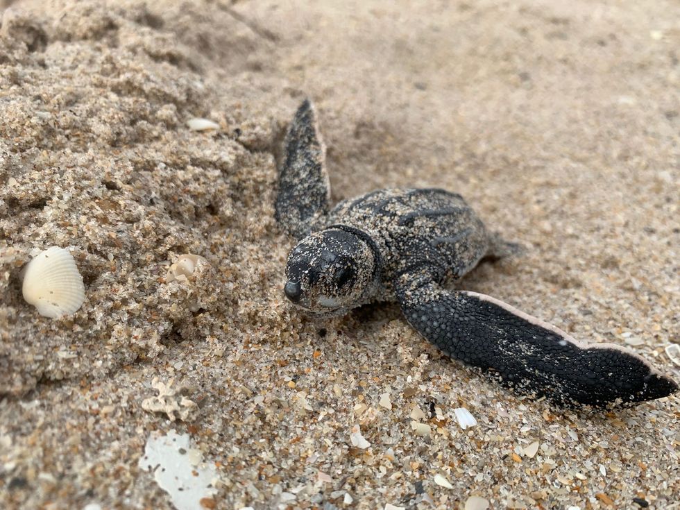 In Florida neemt een pas uit het ei gekropen lederschildpadje zijn eerste indrukken van de wereld in zich op De eieren van lederschildpadden komen na een incubatietijd van zeventig dagen uit die van onechte karetschildpadden en soepschildpadden na vijftig dagen
