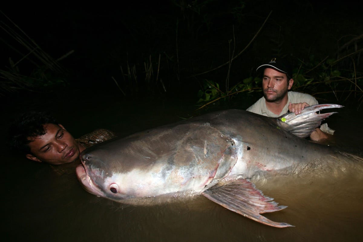 In november 2007 hebben Zeb Hogan en een Cambodjaanse collega een Mekongreuzenmeerval in de rivier de Tonl Sap uitgezet De recentere herintroductie van deze bijna uitgestorven kolossen in het Tonl Sapmeer maakt deel uit van een breder programma om wilde populaties van grote zoetwatervissen in de regio te herstellen