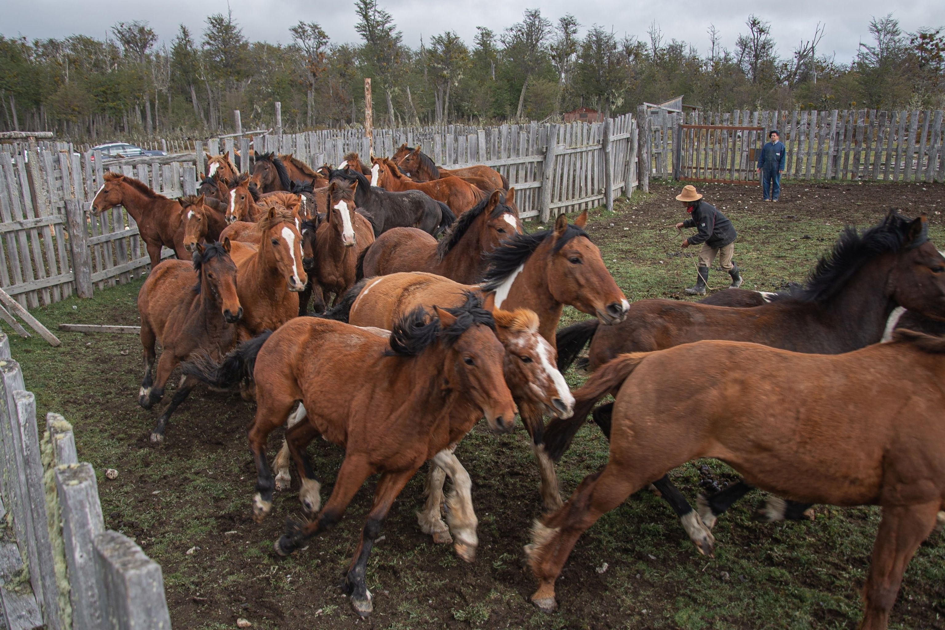 In Patagonië zijn deze cowboys experts in het woeste landschap