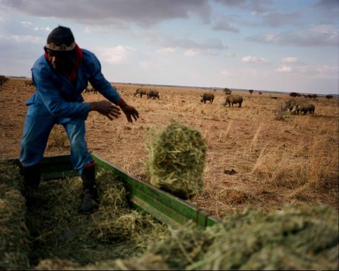 Op de ranch van Hume voert een arbeider alfalfa aan witte neushoorns In ZuidAfrika leeft ongeveer zeventig procent van de wereldpopulatie aan witte neushoorns