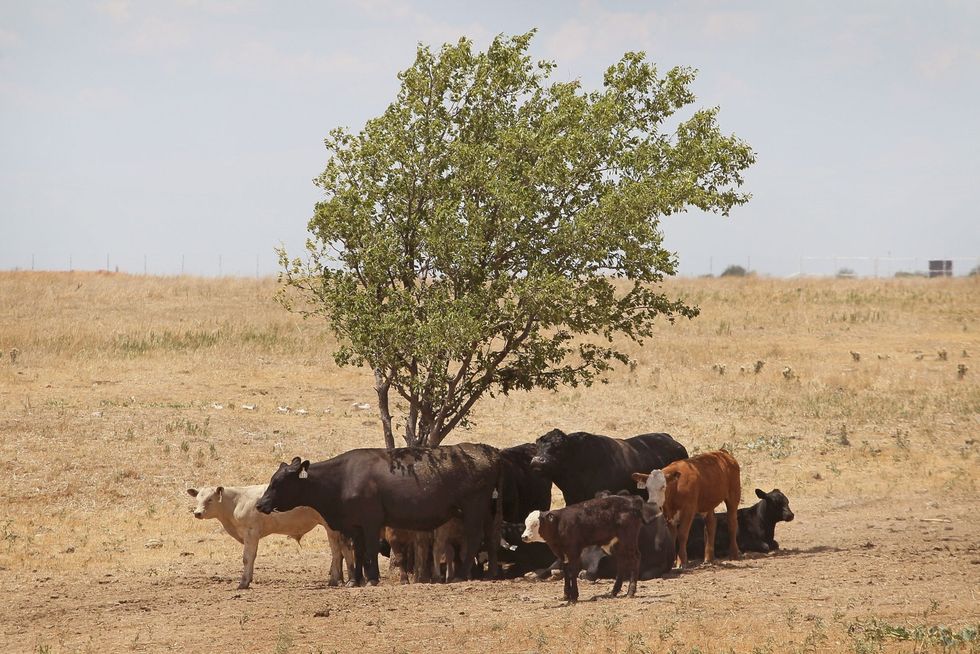 Tijdens een periode van extreme droogte in 2021 stierven in Texas zon driehonderd miljoen bomen af Ook het vee had veel last van de droogte