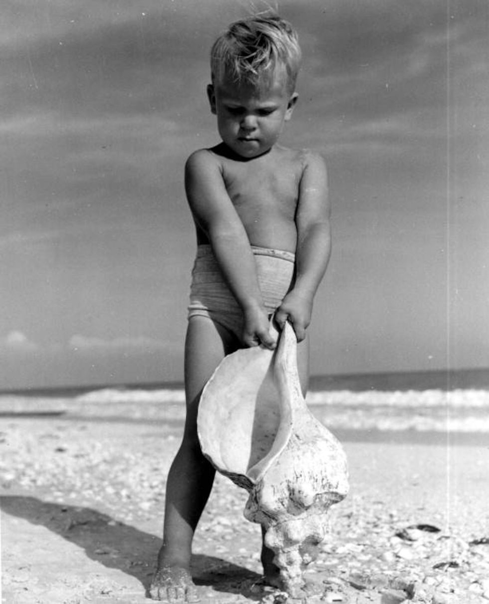 Een kleuter houdt in 1948 een schelp van een Triplofusus giganteus of horse conch vast op het strand van het eiland Sanibel in de staat Florida Schelpen van een dergelijke omvang worden tegenwoordig zelden tot nooit meer gevonden Dit geldt zowel voor lege schelpen als voor schelpen waarvan de bewoner nog leeft
