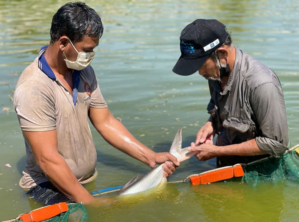 Voordat een regenbooghaai een soort reuzenmeerval wordt uitgezet in het Tonl Sapmeer nemen Tach Phanara en een collega van het Cambodjaanse visserijwezen een DNAmonster uit de staart van de vis