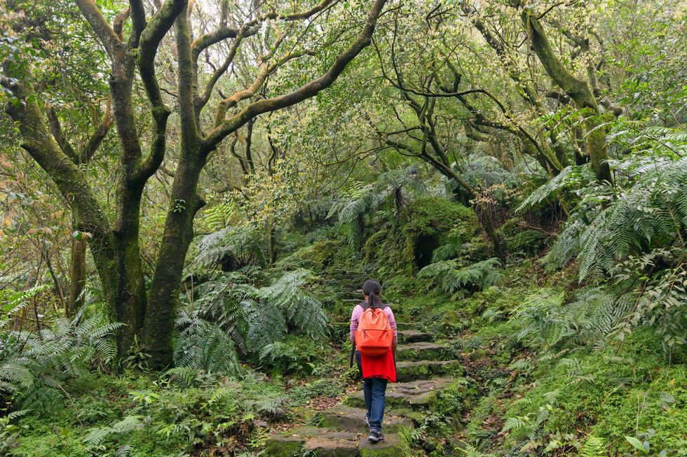 Een vrouw wandelt door het subtropische woud in het Yangmingshan National Park Dergelijke stille gebieden zijn een weldaad voor mensen en dieren