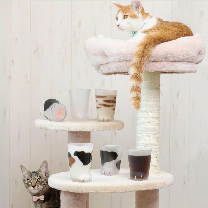 貓咪們集合！從台灣常見7大花色解析貓咪性格，橘貓「以大橘為重」貪吃好相處、賓士貓活潑愛撒嬌！