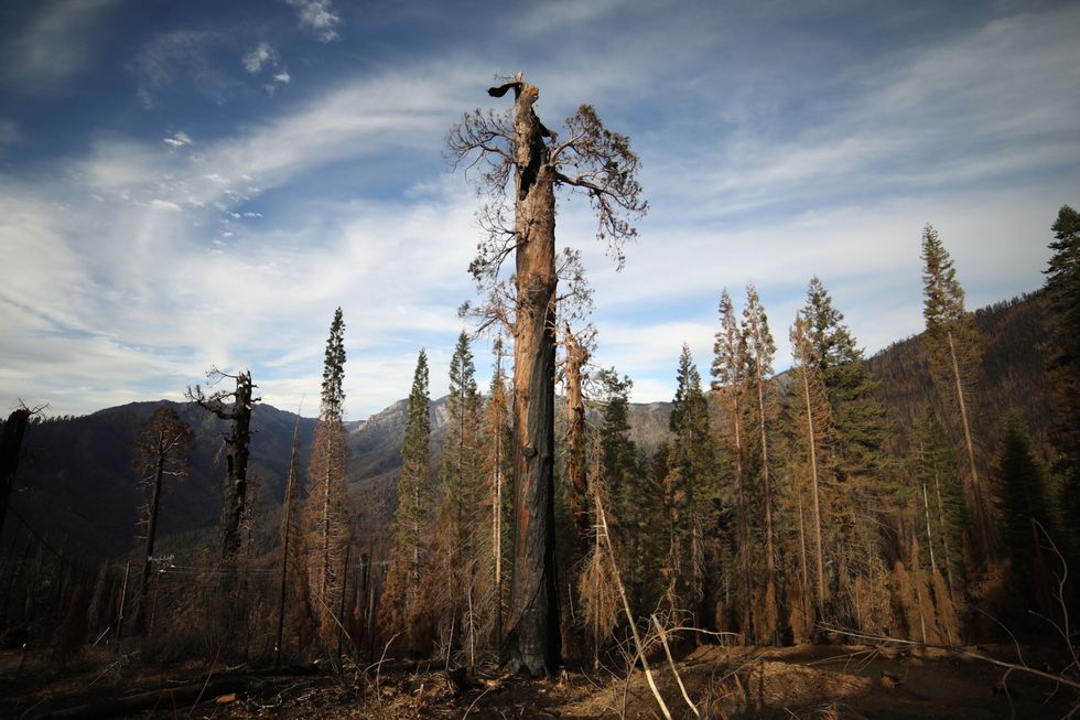 Deze reuzensequoia in het Sequoia National Forest Californi ging vorig jaar verloren in de Castlebrand Alleen al in de laatste twee jaar zijn door bosbranden bijna een vijfde van deze woudreuzen in vlammen opgegaan De bomen groeien alleen in de Sierra Nevada