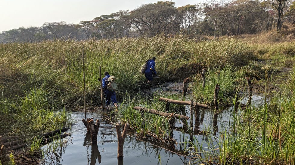 Medewerkers van KoBold in Zambia sjouwen zakken met bodemmonsters door het ondiepe moerasland dat ook wel dambo wordt genoemd De monsters worden gedroogd gezeefd en onderzocht op de aanwezigheid van 34 chemische bestanddelen