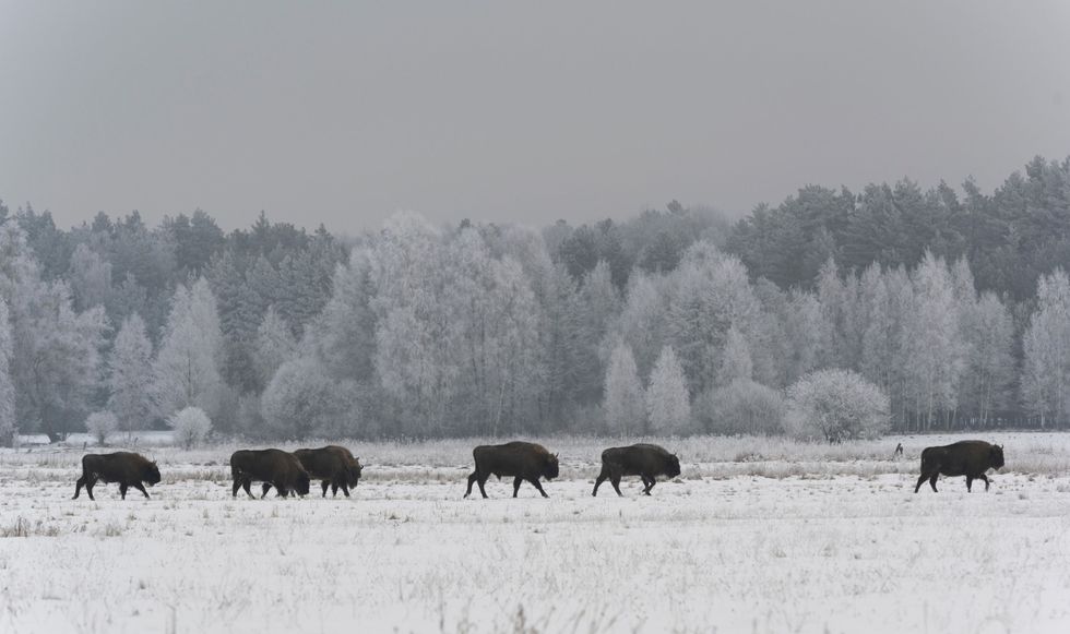 Een kudde wisenten trekt over een besneeuwd veld in het Poolse nationale park Biaowiea In en rond het bos leeft de grootste overgebleven wilde populatie van deze dieren