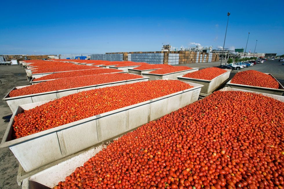 In Lemoore Californi worden vrachtwagens vol rijpe tomaten verwerkt tot tomatensap saus en puree