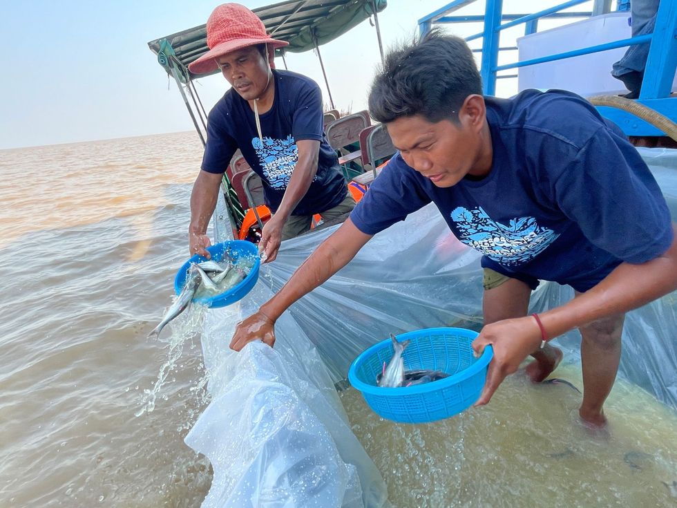 Regenbooghaaien Pangasianodon hypophthalmus een soort reuzenmeerval worden uitgezet in een visreservaat in het Cambodjaanse Tonl Sapmeer
