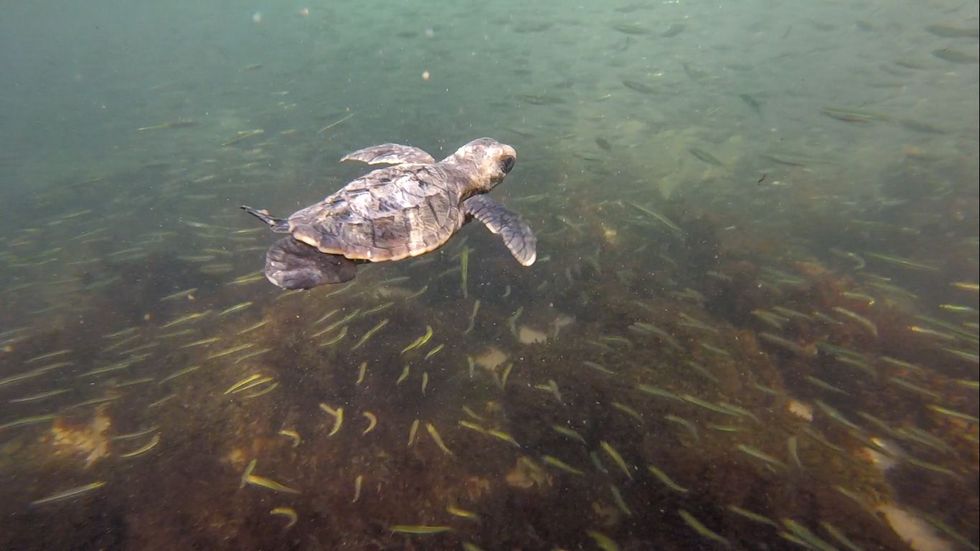 Een pas uitgekomen karetschildpadje zwemt met een school vissen in wateren voor de kust van Panama de karetschildpad is een van de zeven soorten zeeschildpadden waarvan de meeste met uitsterving worden bedreigd