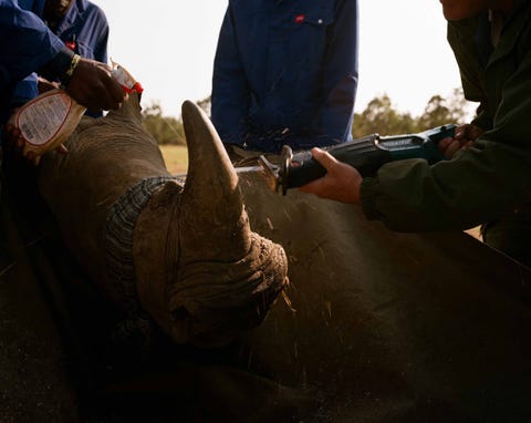 Bij een neushoorn wordt de hoorn afgezaagd Sinds het verbod op de verkoop van neushoornhoorn in ZuidAfrika dat in 2009 werd afgekondigd heeft Hume zijn hoorns opgeslagen De internationale handel in neushoornhoorn is al sinds 1977 verboden