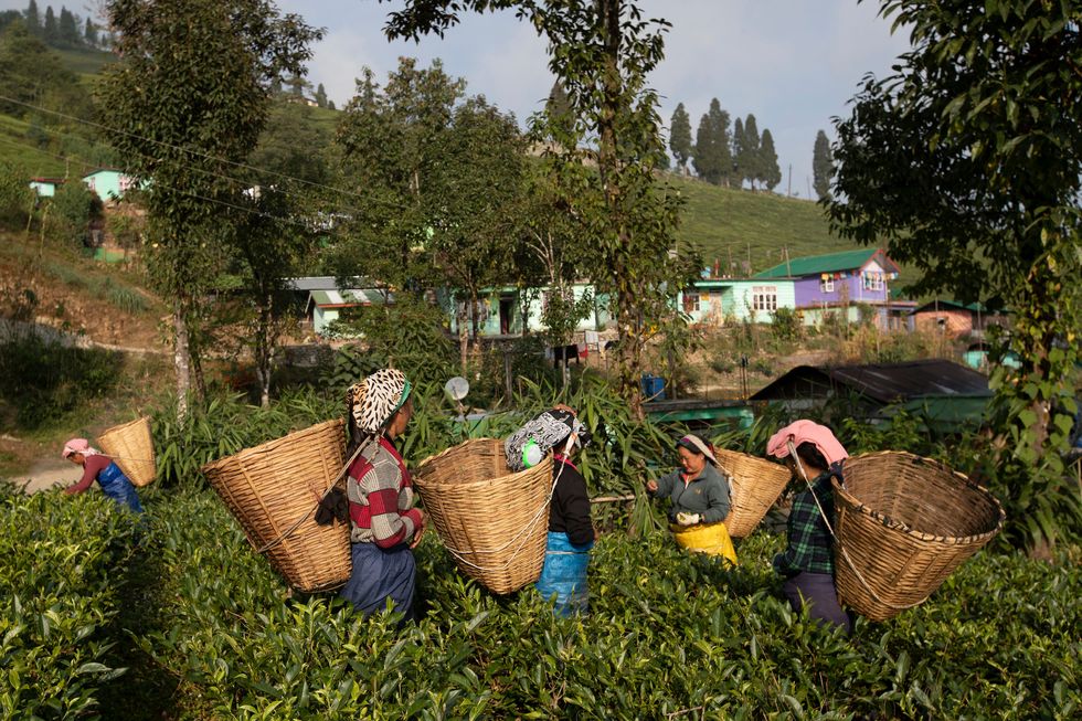 india   sikkim   tea pluckers working at temi tea estate, an organic plantation owned by the government