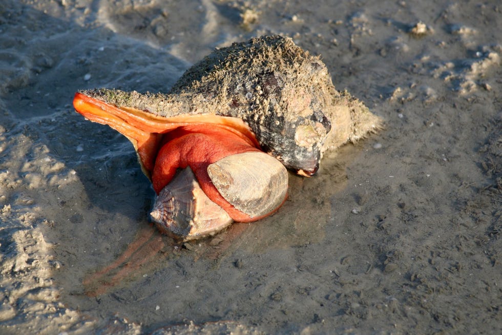 Triplofusus giganteus