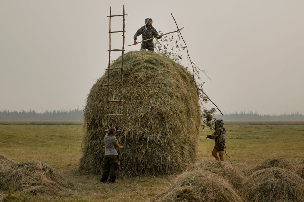 Varvara Ignatyeva 30 left Konstantin Ignatyev 27 center and Boris Ignatyev 37 right collect hay for the family cows around the village of Argas in far northeastern Siberia as smoke from local wildfires hangs overhead