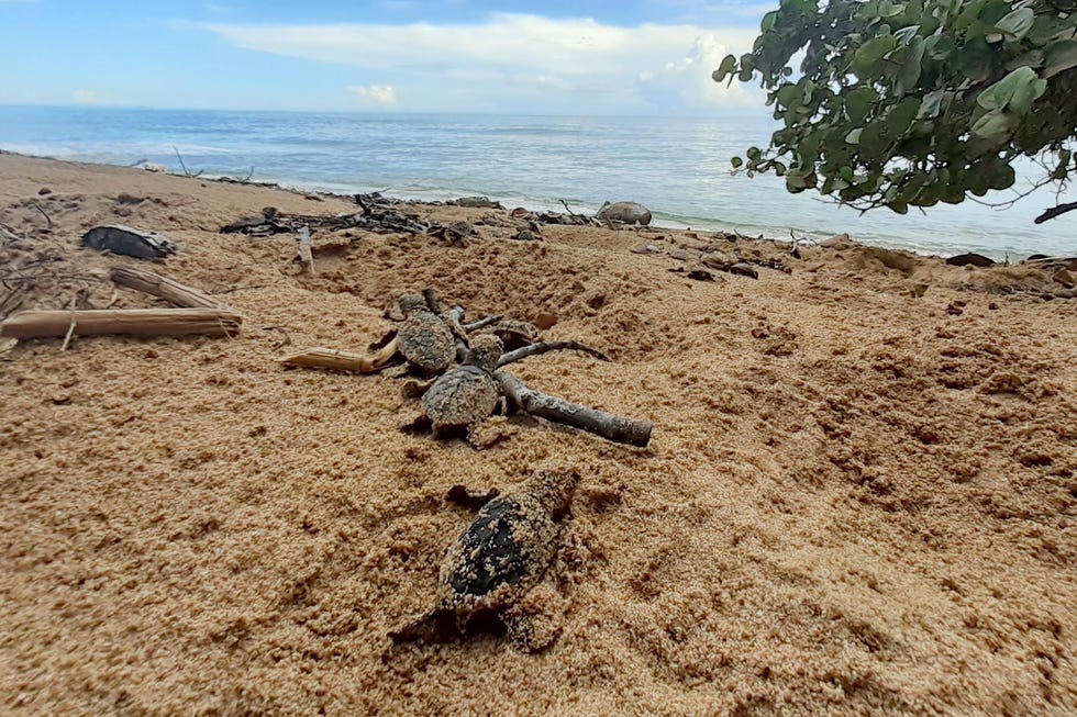 Karetschildpadjes die pas uit het ei zijn gekropen banen zich op het Bocas del Dragostrand in Panama een weg naar de branding