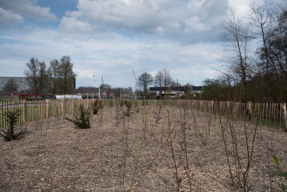 dit Tiny Forest is in 2015 in Zaandam aangeplant