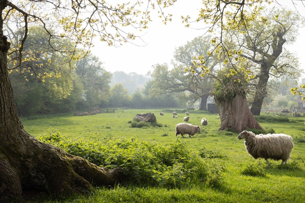 De riviervalleien van Suffolk werden van oudsher gebruikt voor het weiden van schapen en wol was in de vijftiende en zestiende eeuw de belangrijkste bron van welvaart voor de regio
