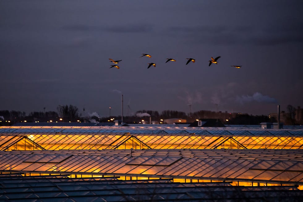 Een vlucht Canadese ganzen vliegt ruim voor zonsopkomst over de kassen bij s Gravenzande in het Westland Onderzoek heeft uitgewezen dat kunstlicht invloed heeft op de route van de trek vogels Licht trekt de vogels aan en kan hun orintatie verstoren