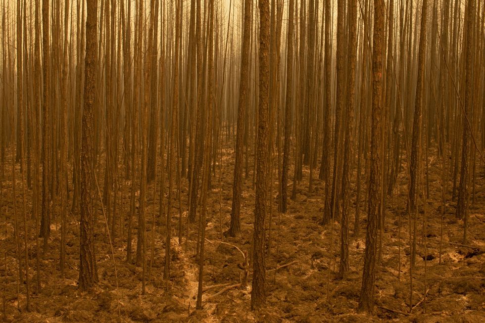 Verschroeide bomen en zwartgeblakerde bodem zijn achtergebleven na een bosbrand langs de weg tussen ByasKjoejol en Kobjay in Jakoeti Rusland