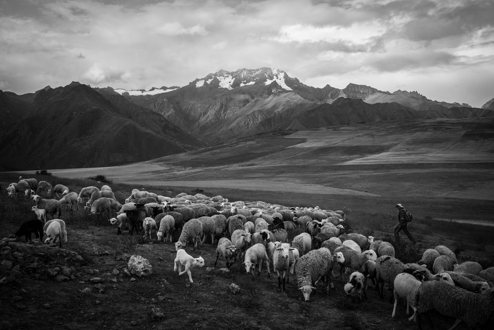 Herd, Mountainous landforms, Highland, Mountain, Sheep, Sheep, Sky, Fell, Herding, Black-and-white, 