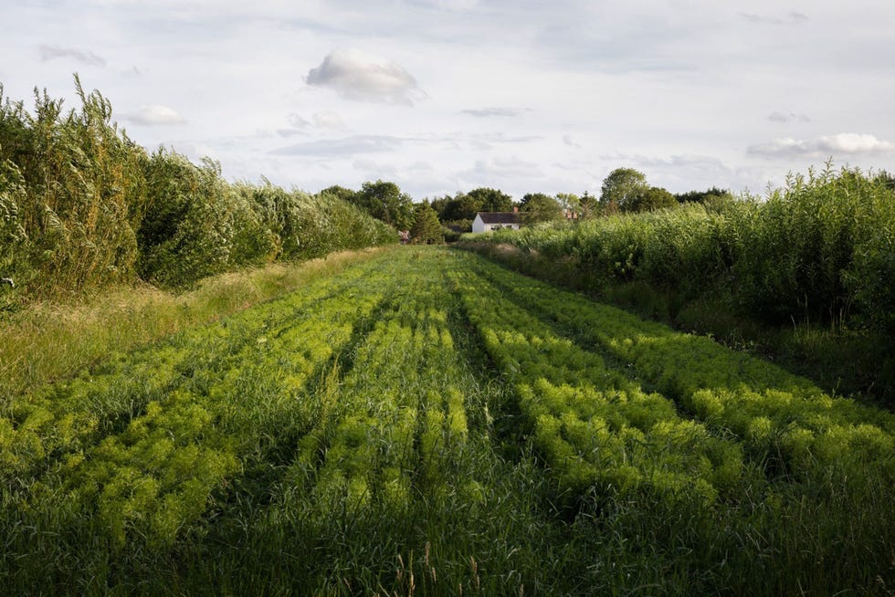 Op de biologische boerderij Wakelyns bij Fressingfield in Suffolk is men sinds de jaren negentig gespecialiseerd in boslandbouw een aloude en duurzame landbouwmethode De boerderij is opgezet door Martin en Ann Wolfe en onderscheidt zich door zijn stelsel van alleen en boomrijen die in de laatste 25 jaar zijn geplant en deze landerijen tot een van de boslandboerderijen met de hoogste biodiversiteit in GrootBrittanni maken