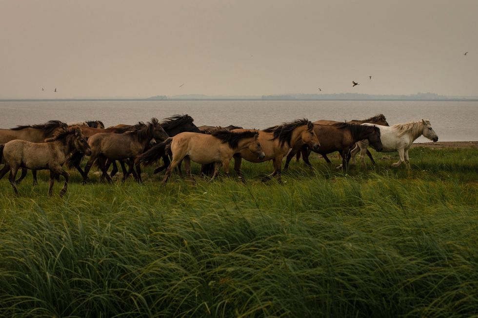 Bij Saga Jakoeti lopen paarden in de rook langs de oever van het meer Taryn Kjoejel