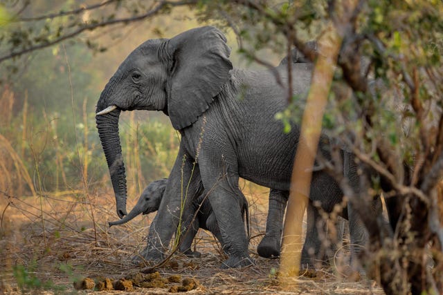 Een hartverwarmende aanblik keert terug in Zakouma pasgeboren kalfjes Door het opvoeren van de beschermingsmaatregelen heeft het park sinds 2012 geen enkele olifant meer door stroperij verloren Zonder de stress van rondtrekkende stropers beginnen de olifanten zich weer voort te planten en zijn er ruim veertig kalfjes geboren