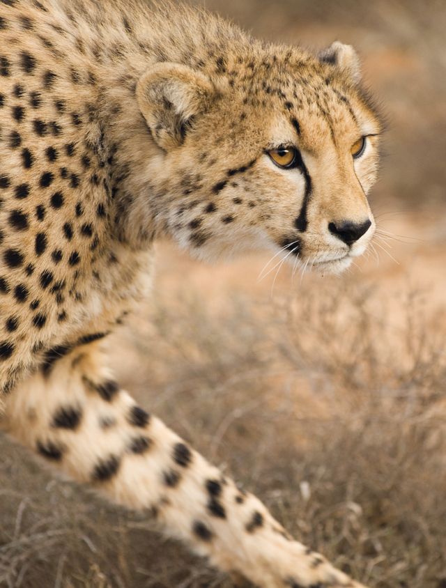 Terrestrial animal, Mammal, Cheetah, Wildlife, Vertebrate, Felidae, Leopard, Whiskers, Snout, African leopard, 