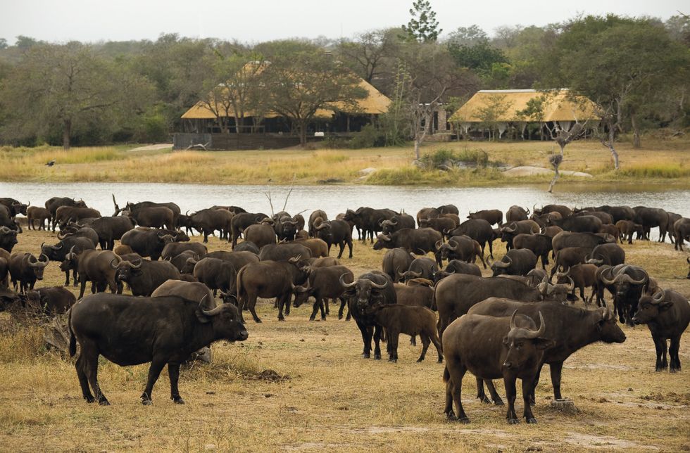 Herd, Bovine, Water buffalo, Wildlife, Animal migration, Herding, Terrestrial animal, Working animal, Safari, Cow-goat family, 