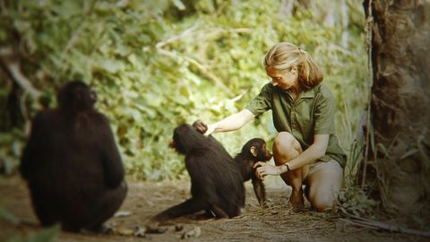 Primate, Adaptation, Common chimpanzee, Macaque, Human, Jungle, Organism, Wildlife, Sitting, Photography, 