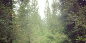 el intrigante bosque de secuoyas americanas que george hw bush ‘plantó’ en pontevedra y que cada año está más bello