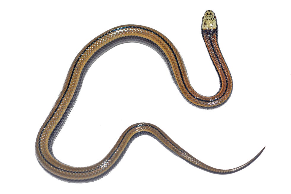 de nieuwe slang, paikwaophis kruki, gevonden bij een tepui in guyana