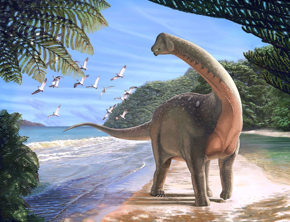 Illustratie van de nieuwe titanosaurir Mansourasaurus shahinae die zon tachtig miljoen jaar geleden leefde aan de kust van de huidige Libische Woestijn van Egypte