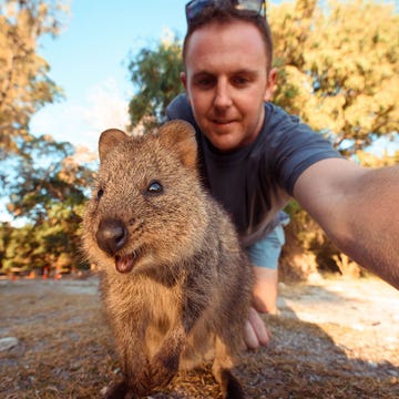 01-Quokka-selfie Bij Perth in Australi neemt een man een selfie met een quokka