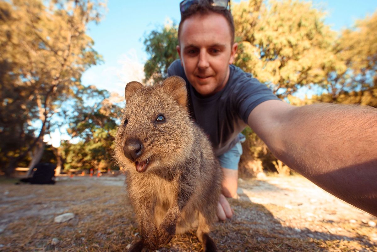 Bij Perth in Australi neemt een man een selfie met een quokka