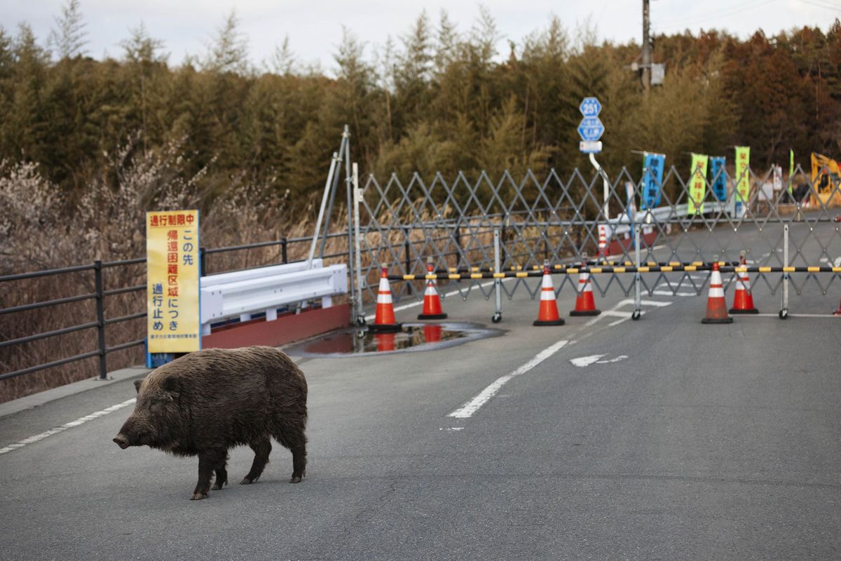 Een wild zwijn loopt over een weg in het uitgestorven spergebied rond de kerncentrale van Fukushima Daiichi jaren nadat de centrale werd verwoest door een tsunami en de daarop volgende kernsmelting
