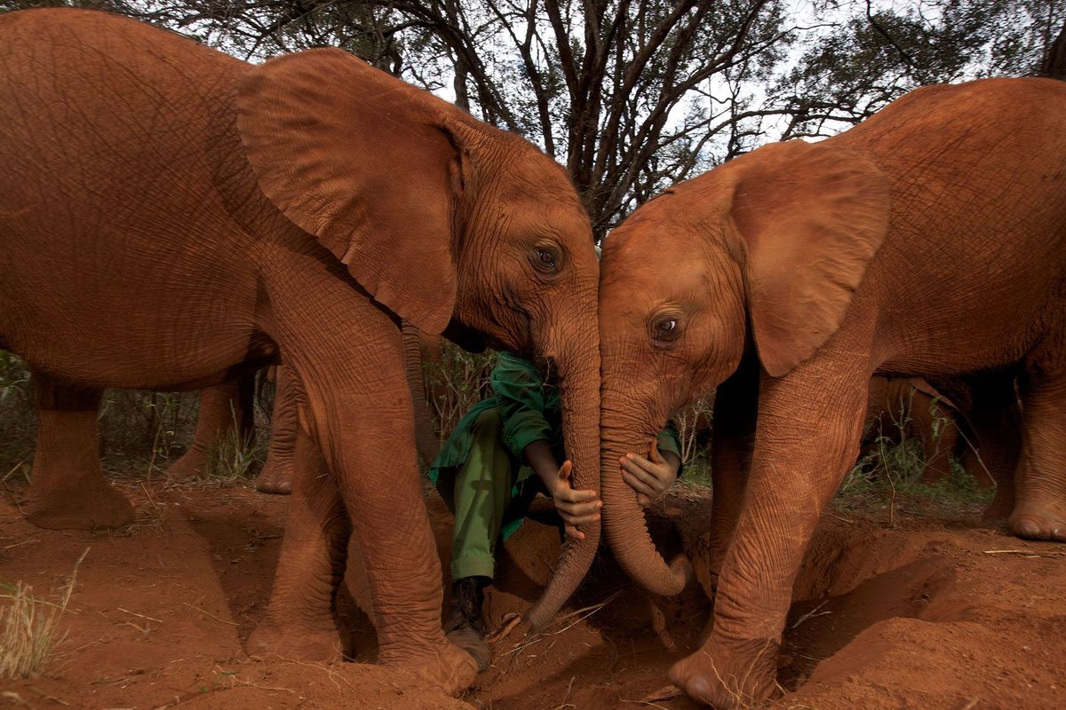 Ondanks hun enorme omvang en lange levensduur worden olifanten verrassend weinig door kanker getroffen Onderzoekers hopen uit te kunnen vinden waarom dat zo is en deze inzichten te gebruiken voor de ontwikkeling van behandelingen tegen kanker bij mensen
