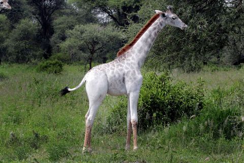 Omo een Masai giraffe kalfje van een jaar oud woont in Tanzanias Tarangire National Park