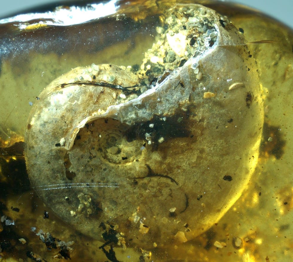 In deze schelp huisde lang geleden in het Krijt een zeeweekdier een zogeheten ammoniet Op de een of andere manier werd de schelp opgesloten in boomhars die tot een bijzonder zeldzame barnsteen fossiliseerde