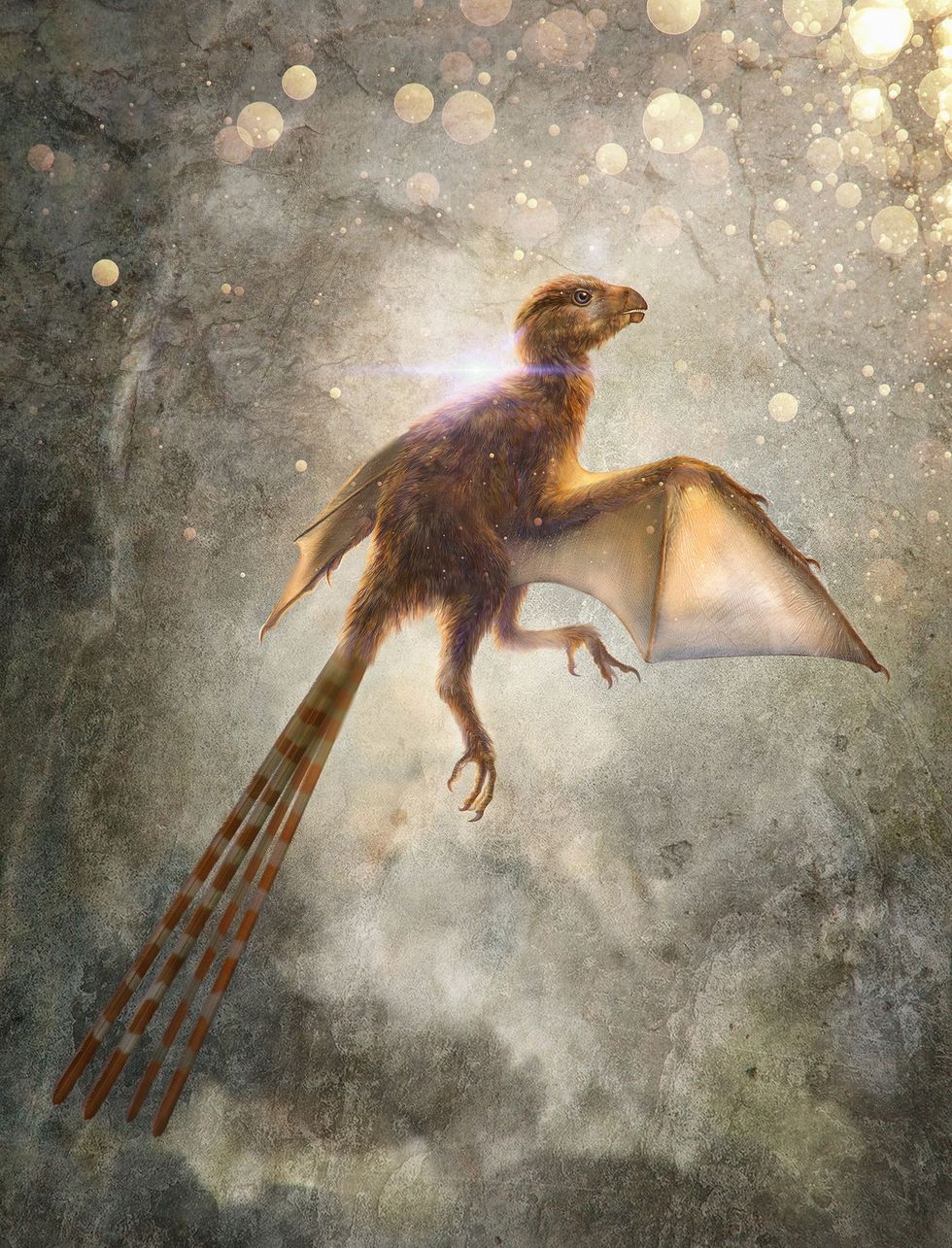 Deze illustratie toont Ambopteryx longibrachium een pas ontdekte soort uit de groep van nietvliegende theropoden die vleermuisachtige membraanvleugels had De dinosaurir leefde 163 miljoen jaar geleden in een regio waar nu China ligt