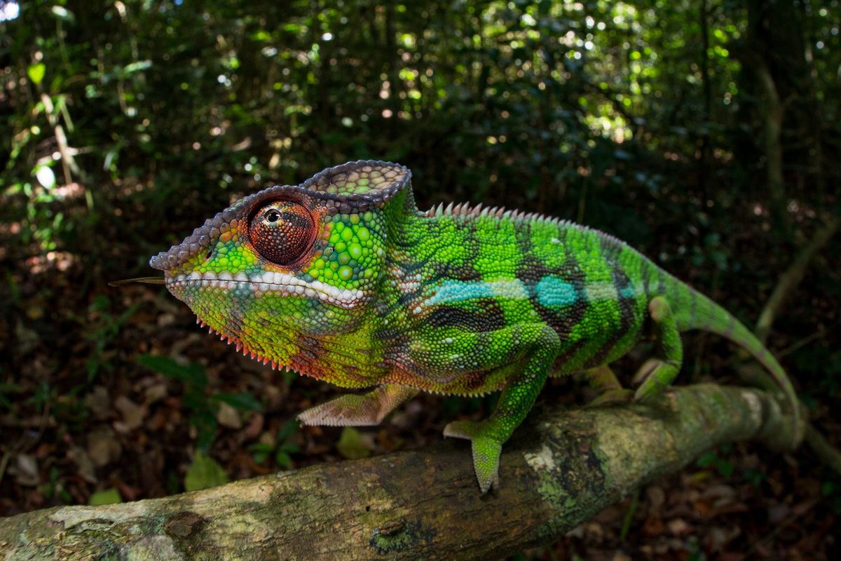 De panterkameleon is inheems op Madagaskar en kan een regenboog van kleurtinten aannemen